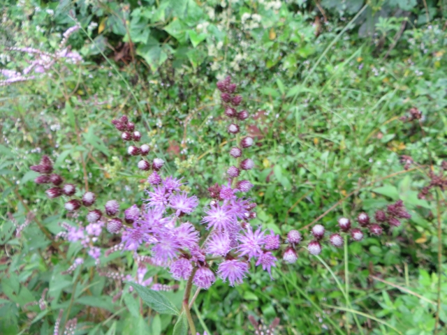 Bolivia - Vernonia scorpioides (Lam.) Pers. (Asteraceae)